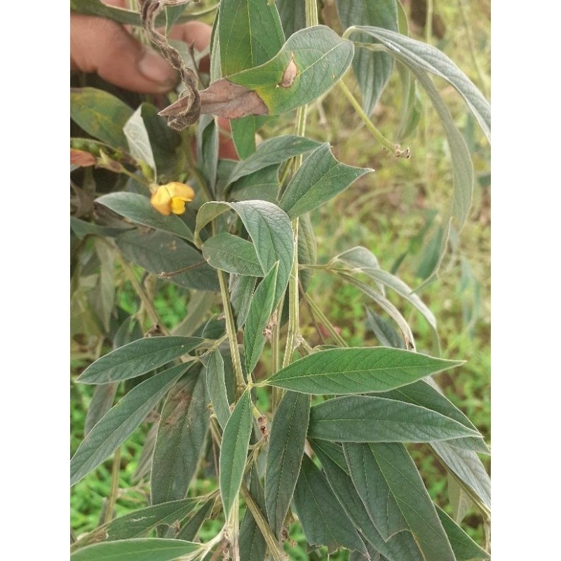 

Daun kacang hiris sgar ..