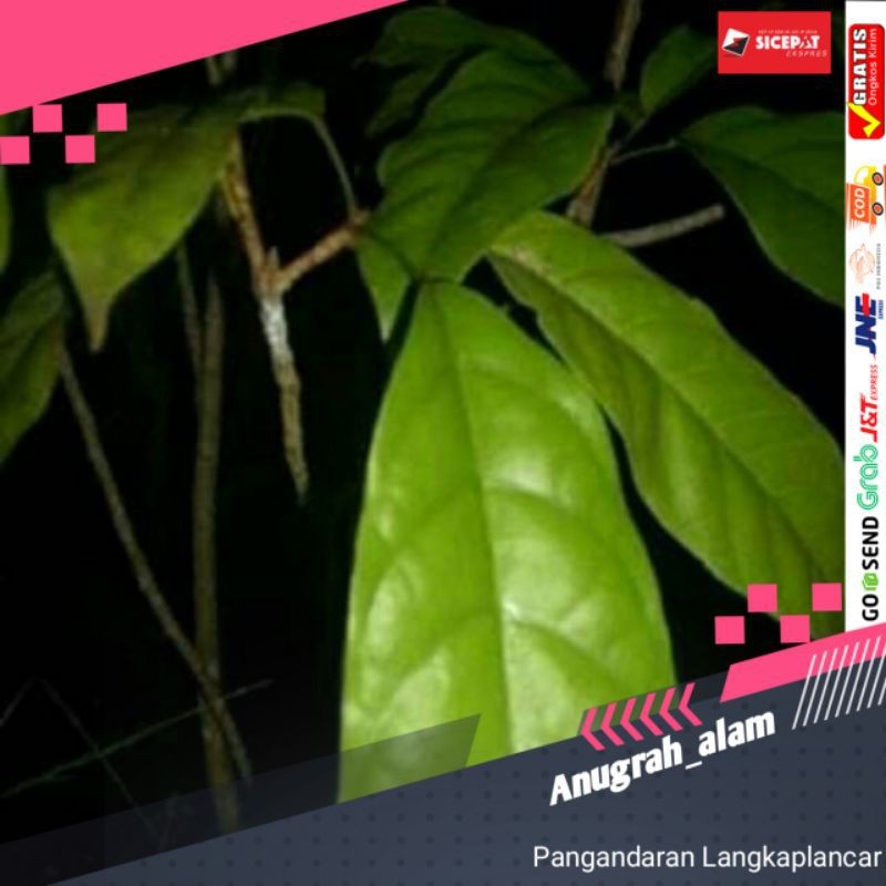 

DAUN HANTAP UNTUK KESEHATAN 500GRAM