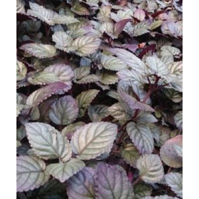 

Daun Syaraf Segar 1 Kg / Daun Keji beling merah / Daun Remek Daging / Daun Pecah beling merah / Daun Sambang Getih / Herbal alami saraf kejepit