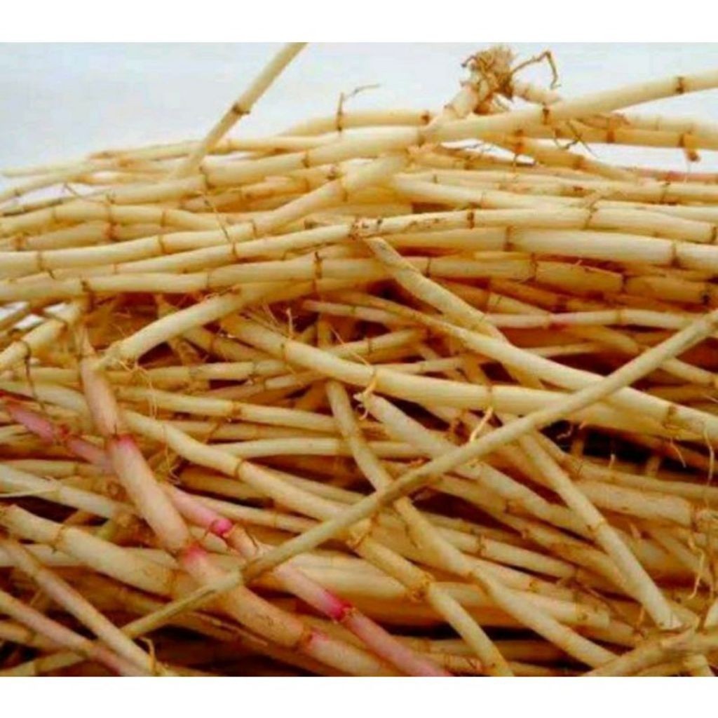 

Akar Alang Alang Segar 500gram Obat Herbal Tradisional Berkah_Alam_96