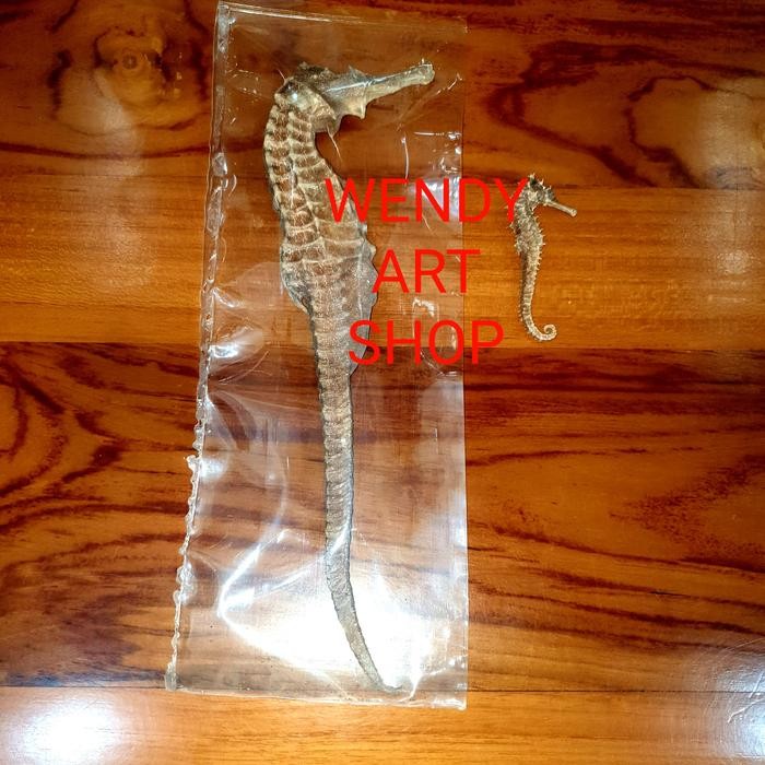 Kuda Laut Kering Super Besar