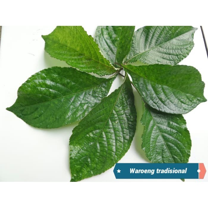 

HalimunHerbal Daun Keji Beling Segar/pecah beling perlembar