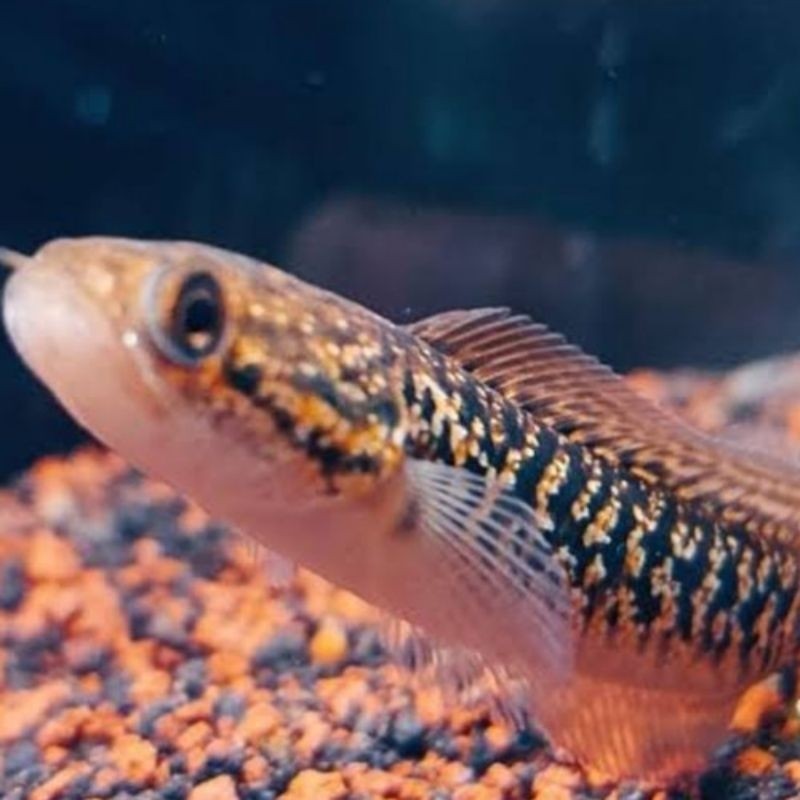 RECOMENDED Asiatica Rsp kalimaya TERLARIS