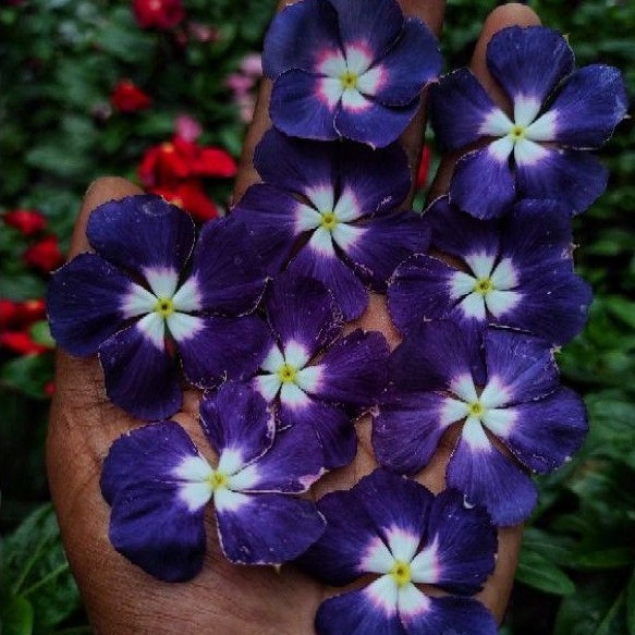 vinca ningrum atau black hallo Tegak