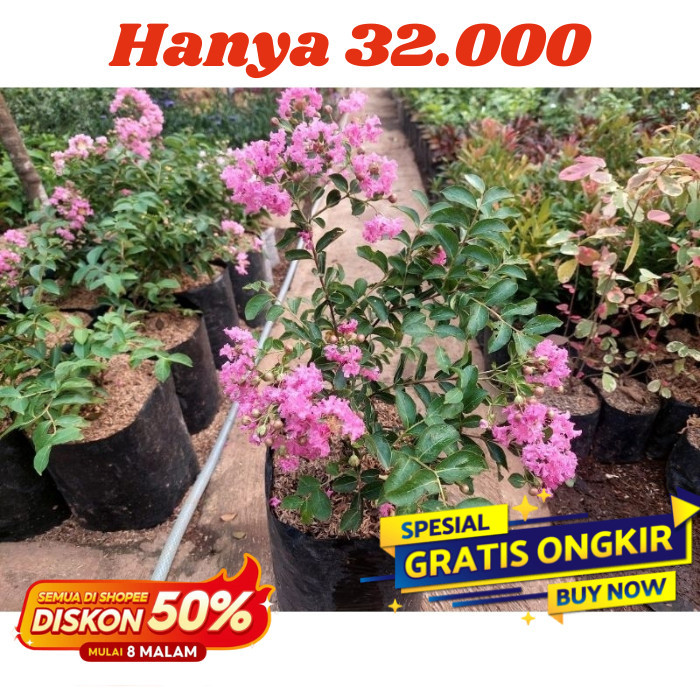 bibit pohon Tanaman Hias pohon bunga hidup Sakura tabebuya pink