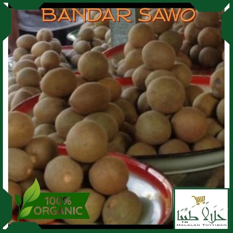 

BANDAR Buah Sawo Mentah Fresh 1kg terlaris di ambil dadakan