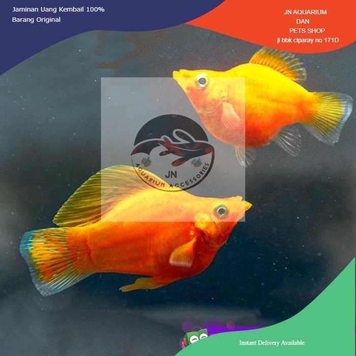 Molly Golden Balon / Ikan Hias Aquascape Air Tawar / Ikan Molly Balon - dewasa