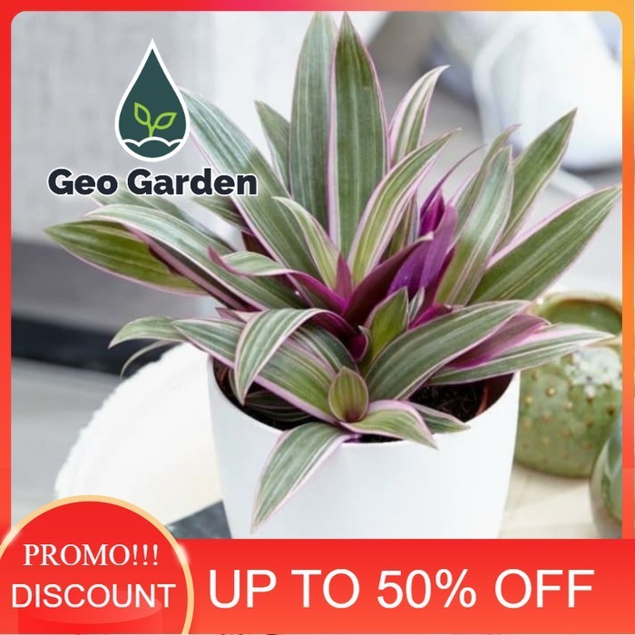 ADAM HAWA VARIGATA tanaman hias Adam hawa varigata