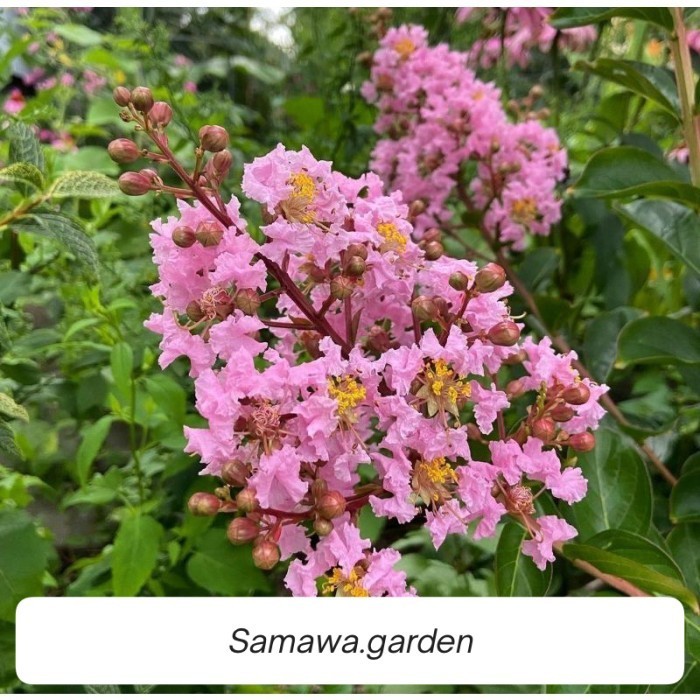 Tanaman hias bunga sakura lokak - Bunga hidup