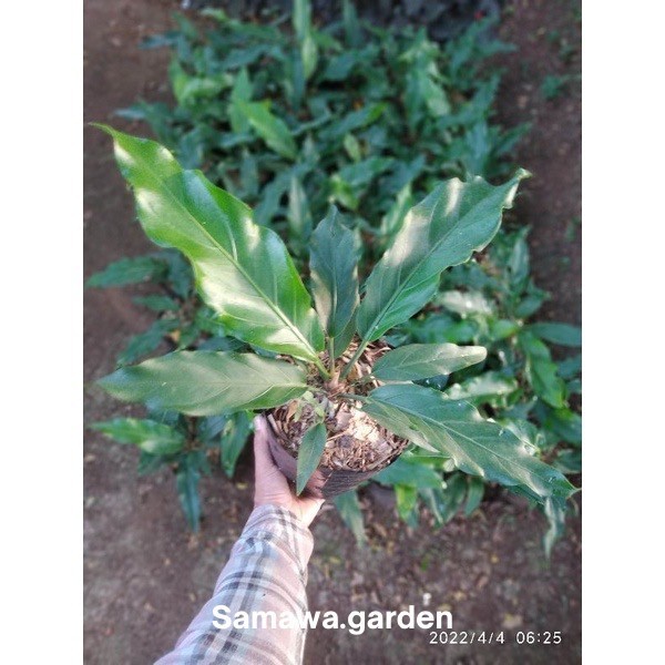 tanaman hias anthurium gelombang cinta Bunga hias hidup