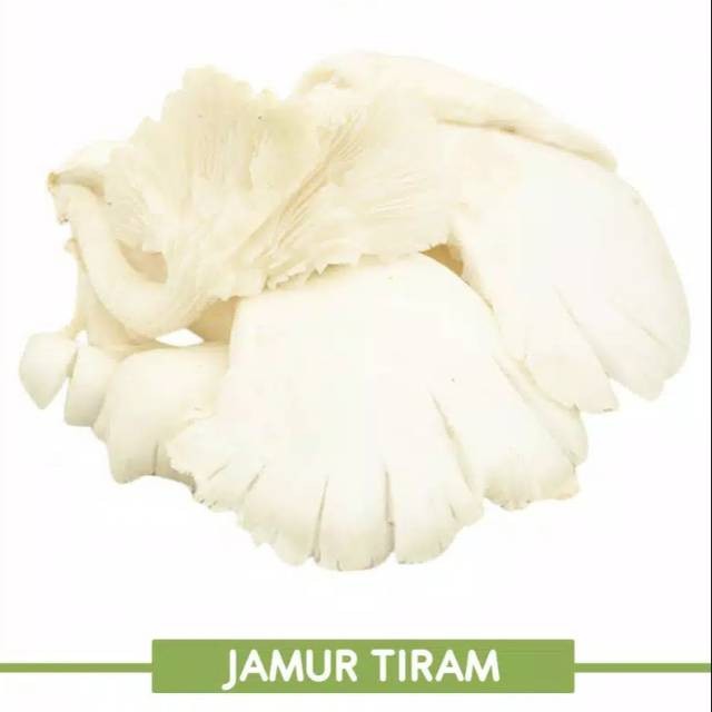 

Jamur Tiram Pack Berat 100 gram