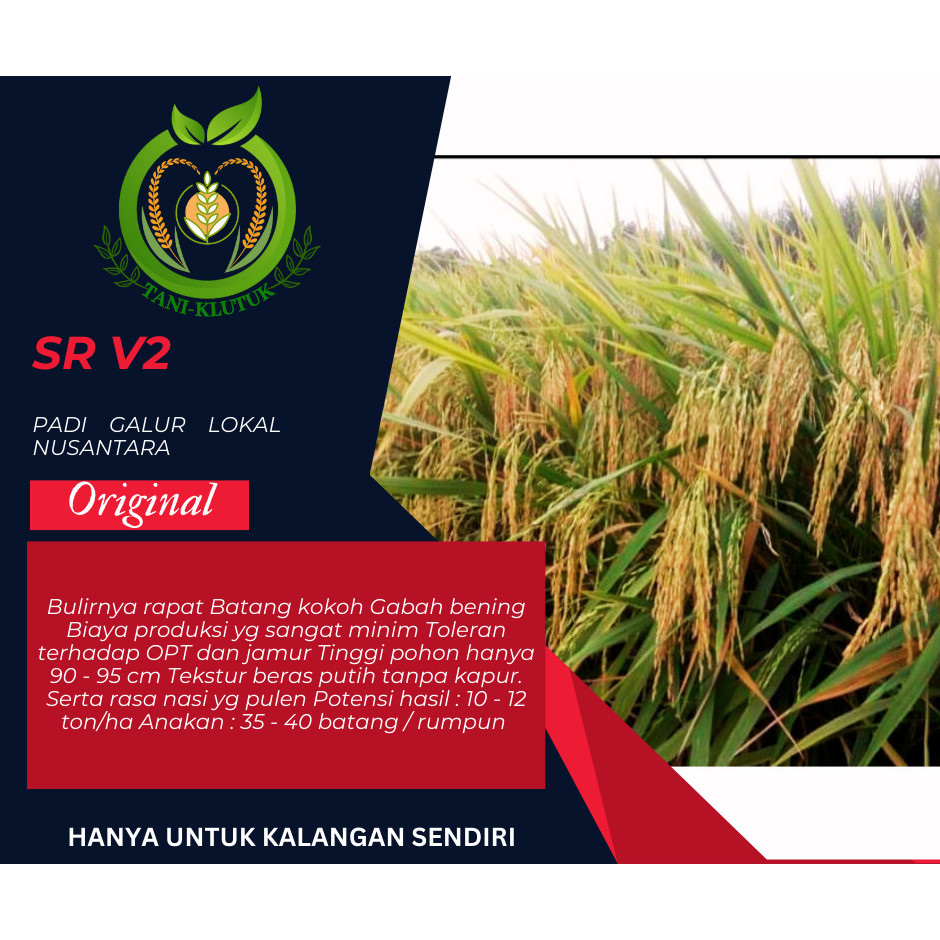 benih/BIBIT padi SR V2 super genjah premium 5kg ORIGINAL PRODUK