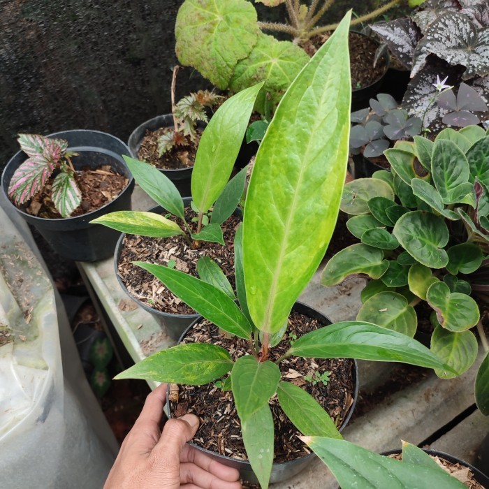 tanaman anthurium jemani cobra varigata