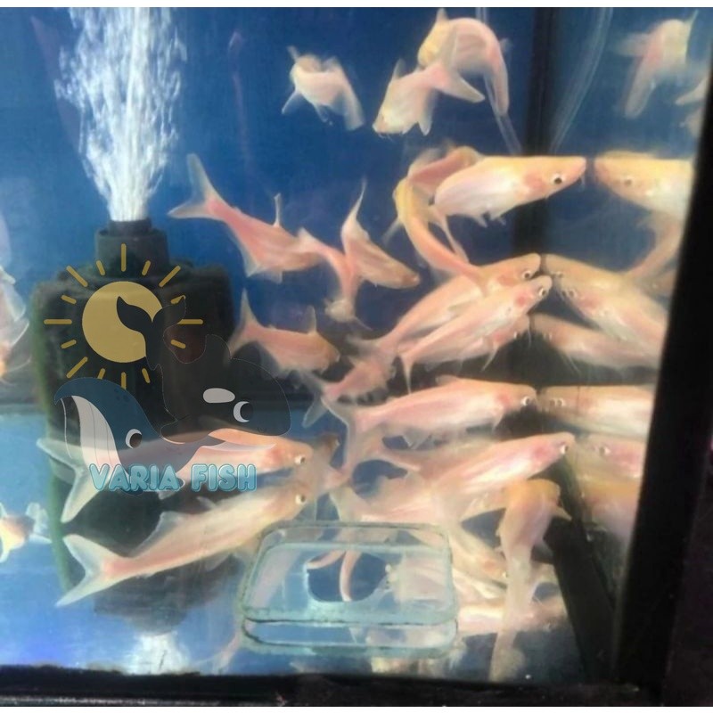 big sale hiasan akuarium Bibit Ikan Patin Albino varia