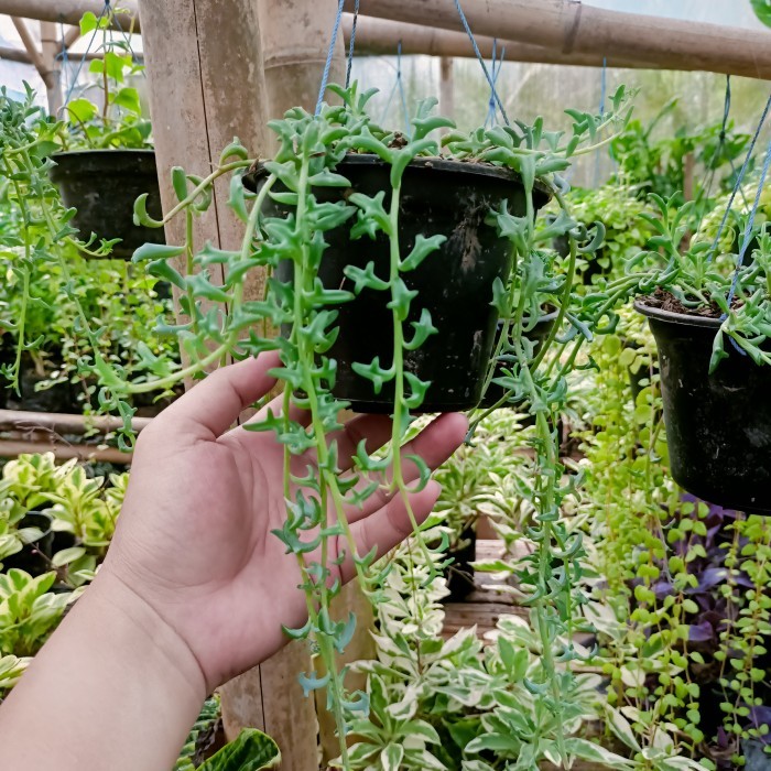 tanaman gantung dolphin, tanaman hias unik, dolpin tanaman hidup