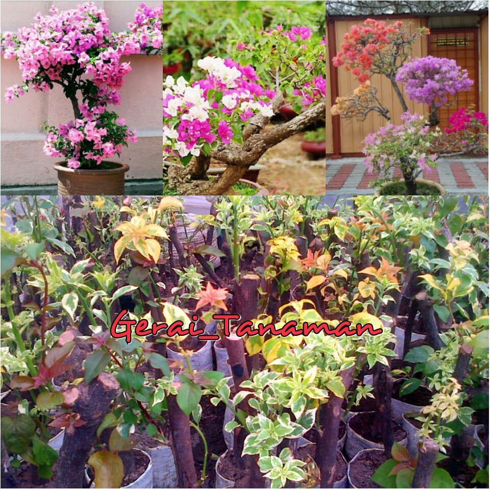 Bibit Kembang Kertas Bugenvil 2 Warna