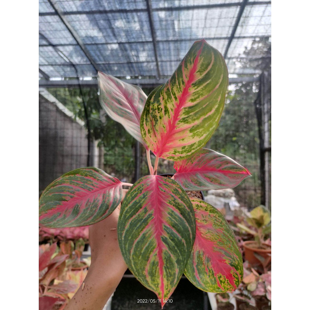 Aglonema Red Borju Dewasa (FREE POT + OSMOCOT)