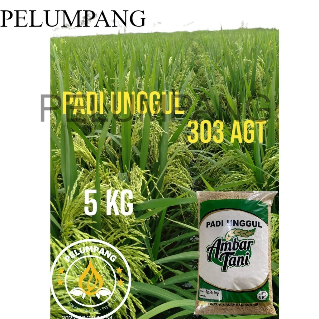 PADI BENIH BIBIT PADI AGT 303/PADI UNGGUL 303 AGT KEMASAN 5KG