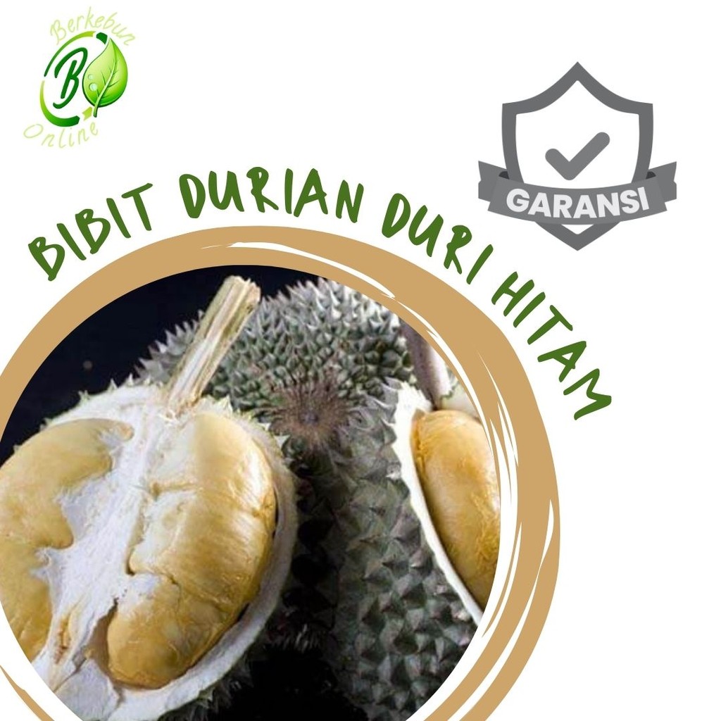 Bibit Durian Duri Hitam Okulasi Asli Durian Oche Ochee Super Asli Okulasi