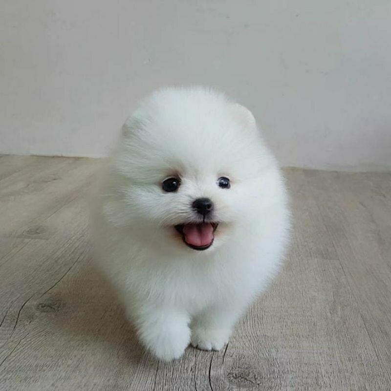 Anjing Super Mini Pom