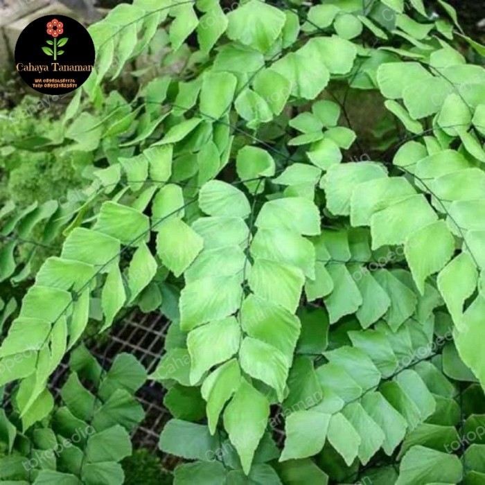 tanaman hias suplir gajah - suplir jumbo - suplir daun besar