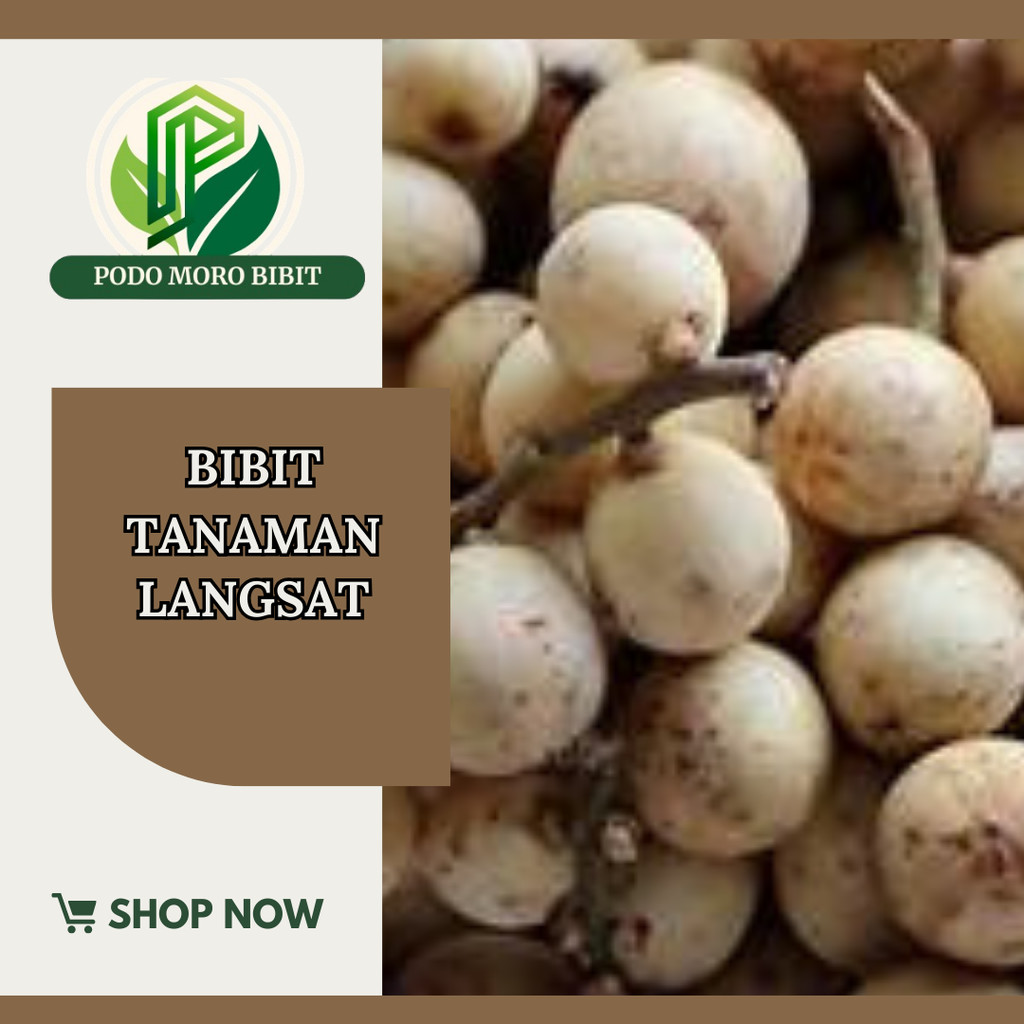 Bibit Langsat Bibit Buah Langsat Super Berkualitas[ SIAP KIRIM ]