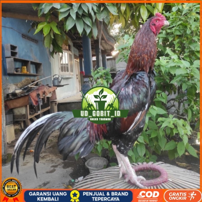 

Telur ayam bangkok birma fertil / ayam petarung aduan siap ditetaskan Langsung UD_GOBIT_ID