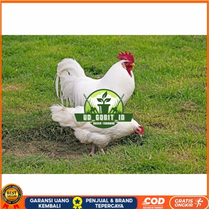 

Telur ayam hias leghorn white fertil asli siap ditetaskan - ayam-leghorn UD_GOBIT_ID