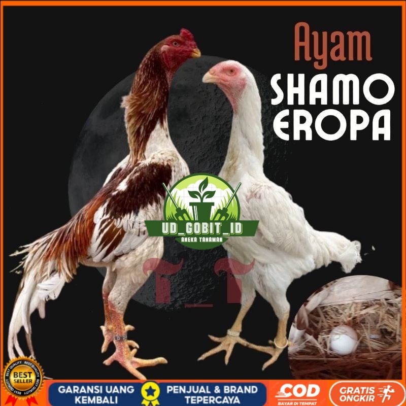 

telur ayam shamo eropa ori petarung bisa untuk di tetaskan UD_GOBIT_ID