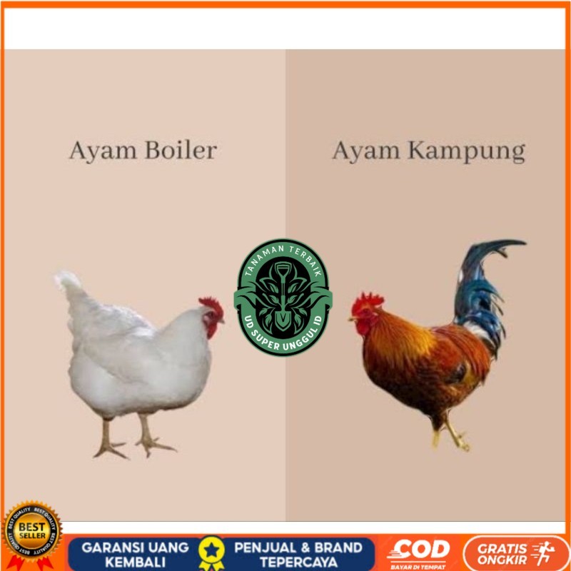 

TELUR TETAS AYAM JABRO SUPER UNTUK DI TETASKAN UD_SUPER_UNGGUL_ID
