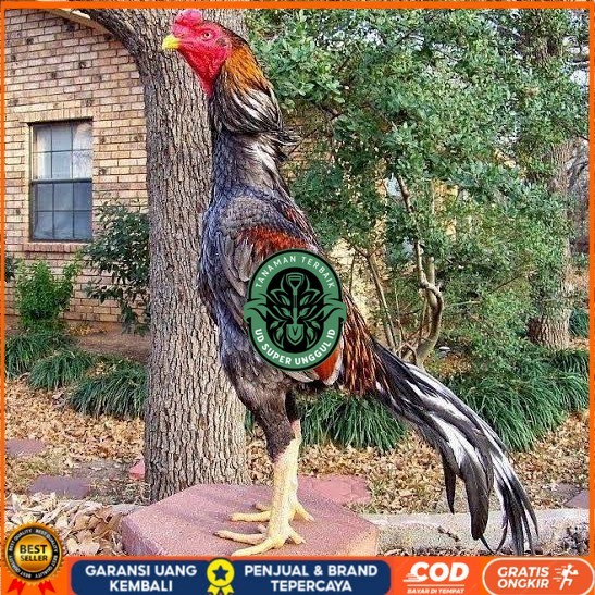 

Telur ayam bangkok pakhoy petarung aduan fertil asli UD_SUPER_UNGGUL_ID