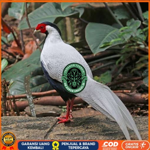 

Telur ayam hias ringneck silver pheasant fertil untuk ditetaskan UD_SUPER_UNGGUL_ID