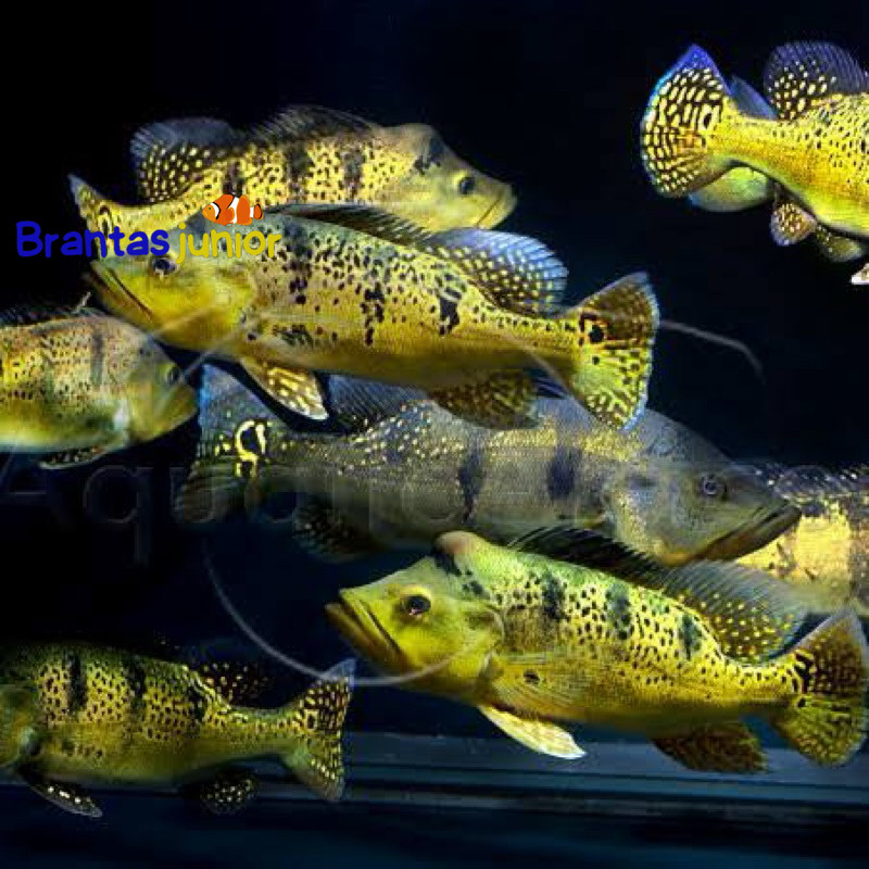 pbass kelberi 5-6 cm