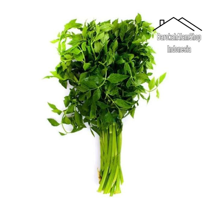 

Sayuran Langka Daun Seladren atau Tespong Segar 1 Kg petik dadakan