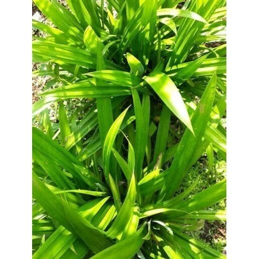 

PROMO Terlaris daun pandan segar Rempah_herbalCo