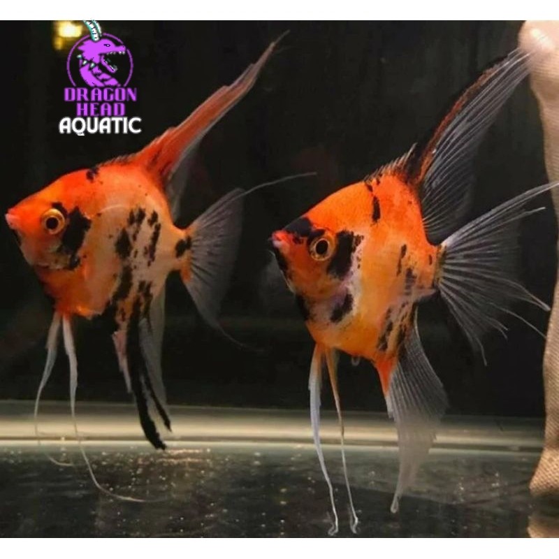 MANFISH RED DEVIL ANGEL UKURAN m