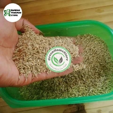 benih biji rumput gajah mini - bibit rumput gajah mini 1kg