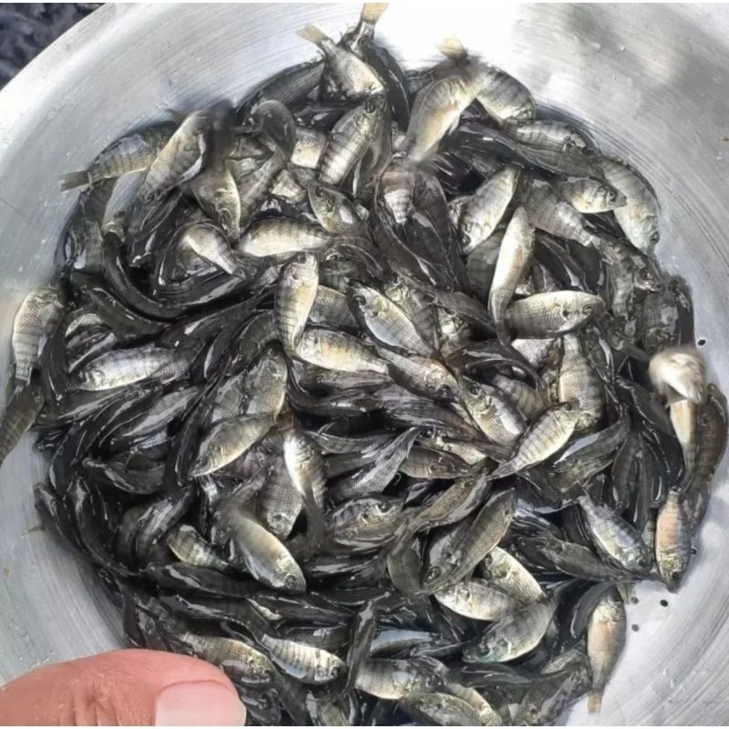 Hiasan hobi Bibit Benih  Mujair Nila Hitam 1 Liter