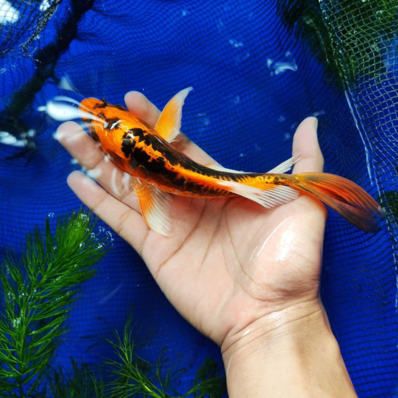 Hobi Koi Metalik Slayer Kumpay Butterfly Size 8-10 Cm Isi 5 Bergaransi