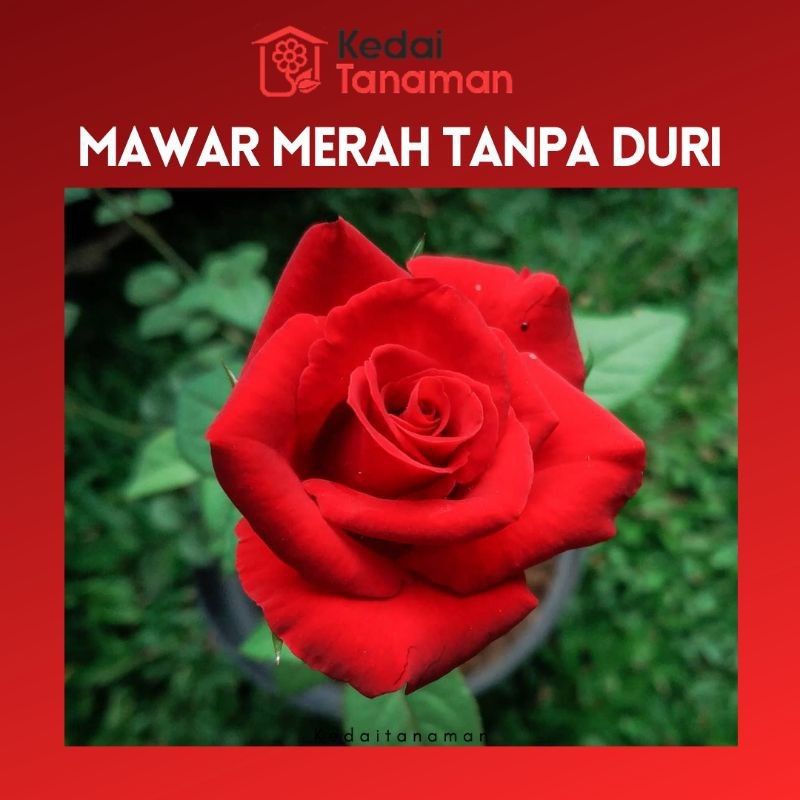 Tanaman Hias Hidup Bunga Mawar Merah Tanpa Duri