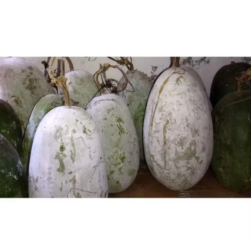

PROMO COD BUAH BLIGO / BUAH KUNDUR / WINTER MELON 1 - 1,5 KG