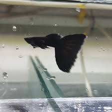 Guppy Black Moscow Sepasang