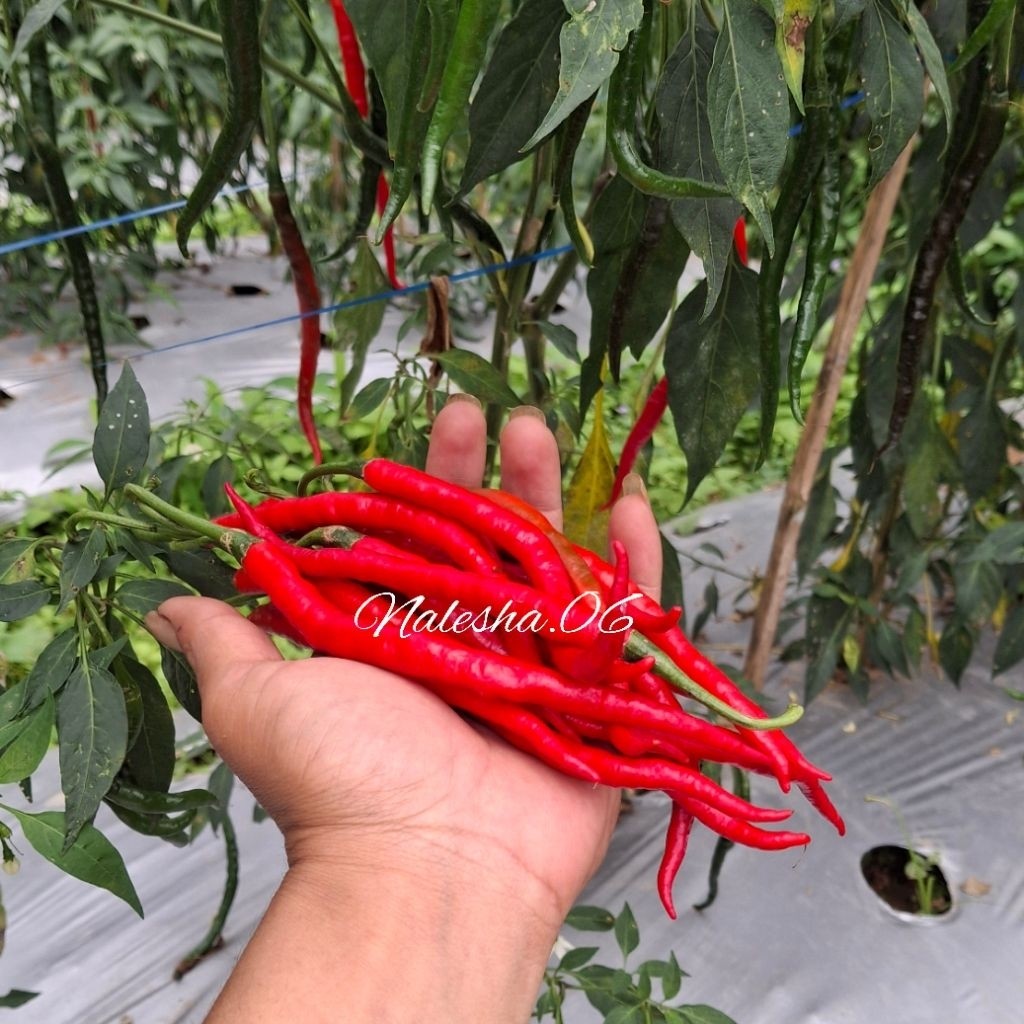 

Paket Cabe/Cabai Merah Kriting 1kg