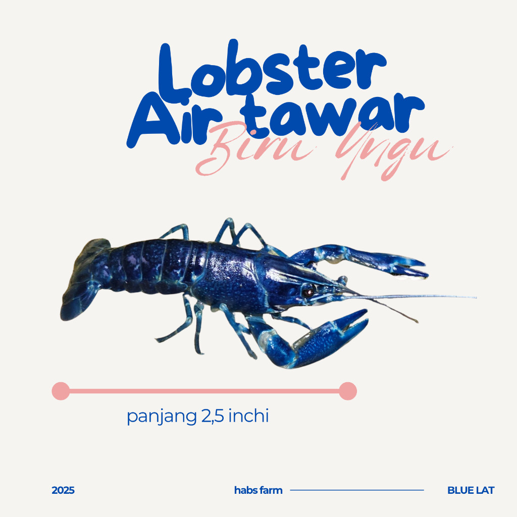 Paket Lobster Air Tawar Biru Ungu Ukuran 2,5 inchi Per Ekor Surabaya Akuarium