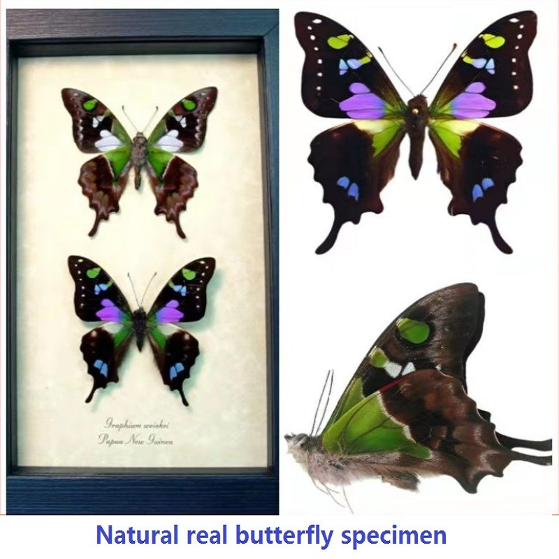 Natural real butterfly specimen insect specimen teaching specimen DIY winged butterfly self sealed b