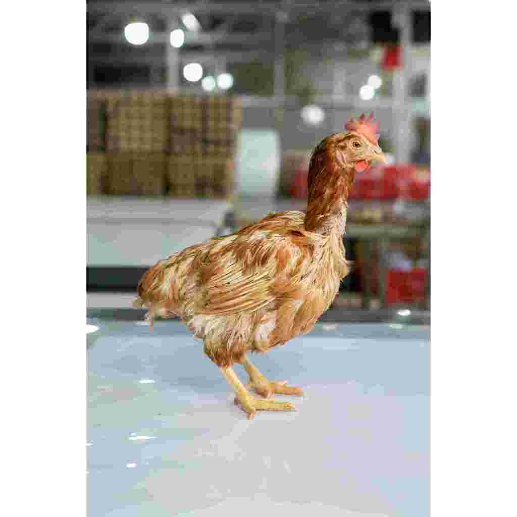 

ayam merah promo murah berat hidup rataan STANDAR 1.8 sd 2kg per ekor /ayam kampung/ayam petelor/daging ayam