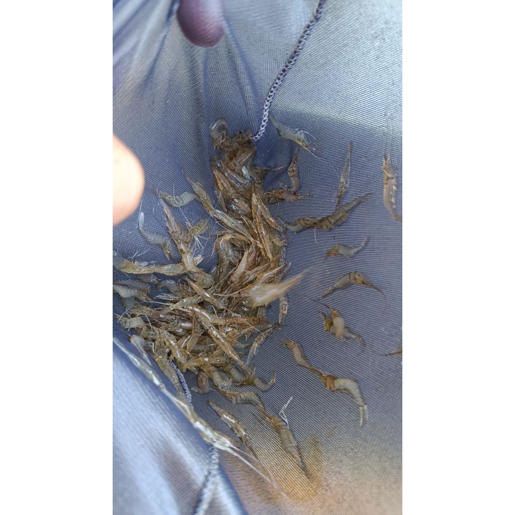 UDANG PAKAN HIDUP UNTUK PREDATOR arwana,lohan,oscar,dll KHUSUS INSTAN