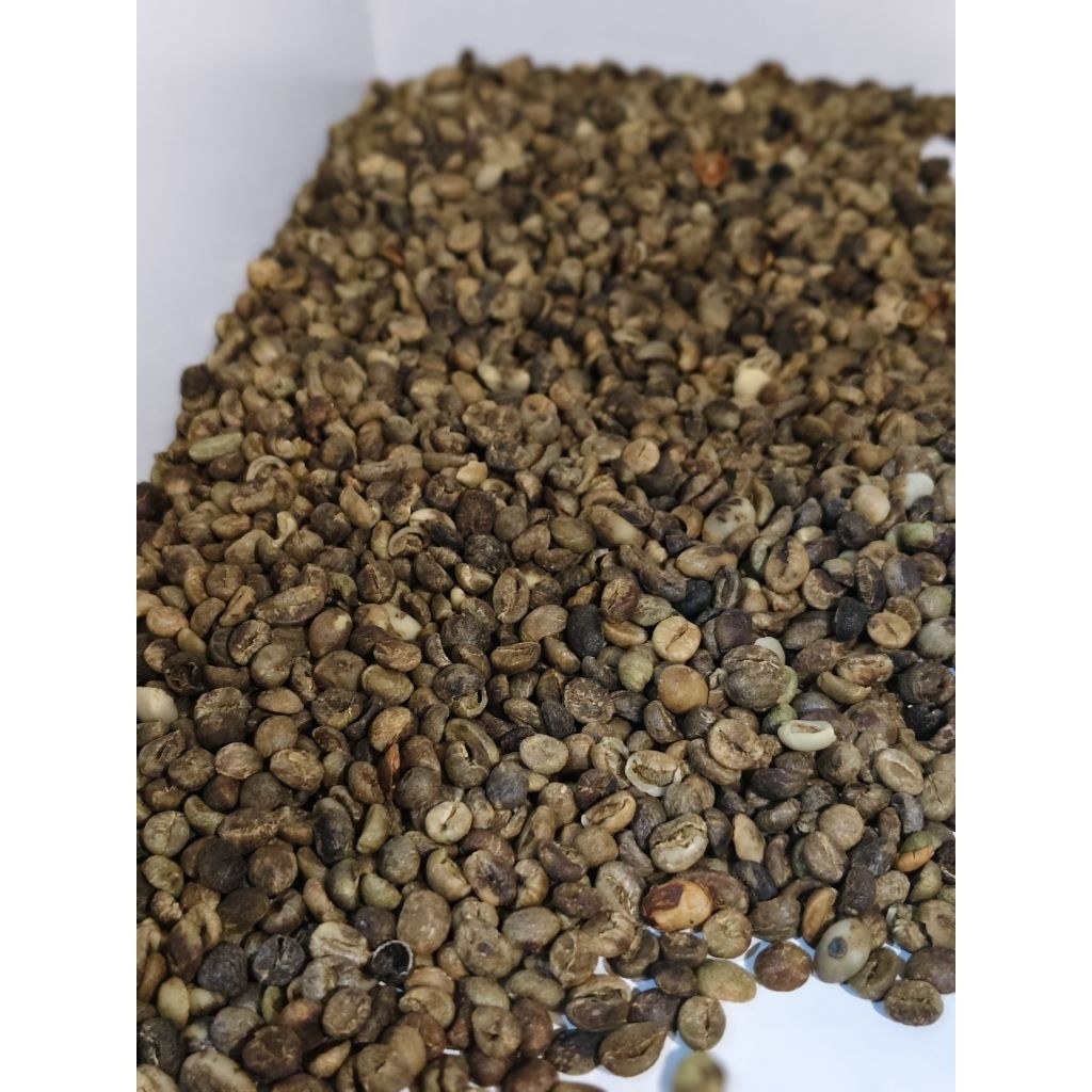 

Greenbeans robusta sisa sortir