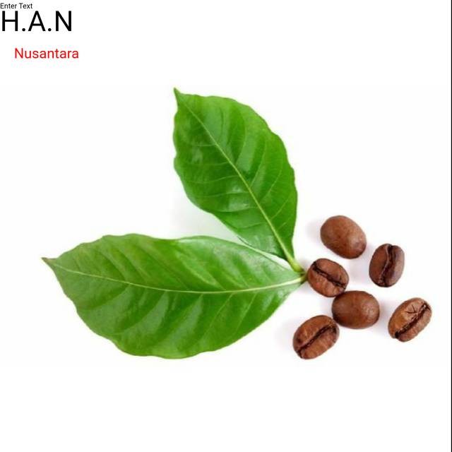 

Daun kopi segar alami netto 100gram siap petik