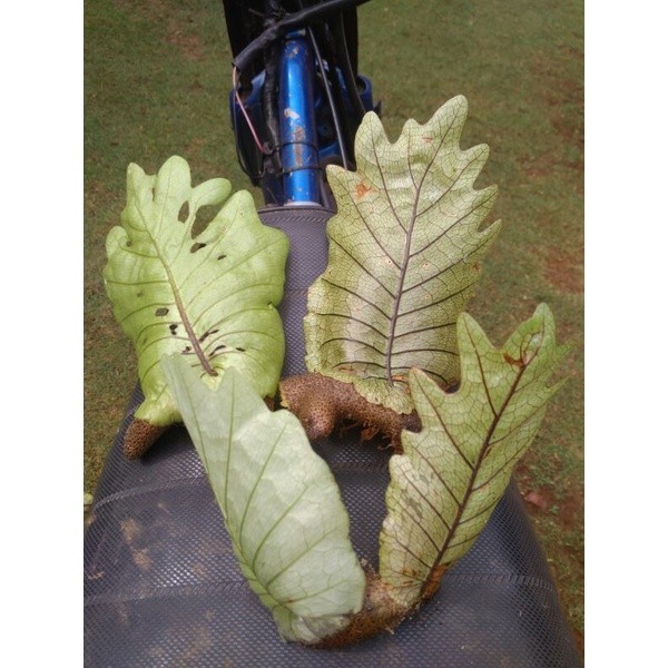 Tanaman Hias Kadaka Ekor Naga Kadaka Tempel Kadaka Unik